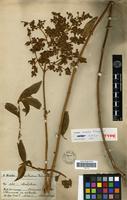 Lectotype of Buddleja soratae Kraenzl. [family LOGANIACEAE]