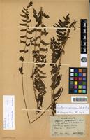 Isotype of Athyrium pycnosorum Christ [family PTERIDOPHYTA]