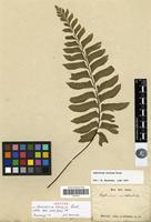 Isotype of Asplenium excisum C.Presl [family PTERIDOPHYTA]