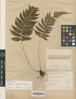 Isotype of Cyclogramma flexilis (Christ) Tagawa [family PTERIDOPHYTA]