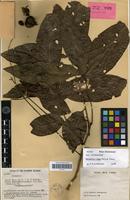 Isotype of Harpullia vaga Merr. & L.M.Perry [family SAPINDACEAE]