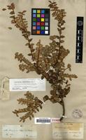Holotype of Vaccinium eriocladum Dunal [family VACCINIACEAE]