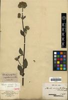 Isotype of Phacelia circinata Jacq. var. obtusiloba A.DC. [family HYDROPHYLLACEAE]
