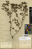Syntype of Nama hispidum A.Gray [family HYDROPHYLLACEAE]