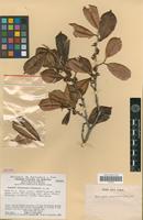 Isotype of Pouteria venamoensis Steyerm. [family SAPOTACEAE]