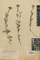 Isotype of Verbena platensis Spreng. var. stenodes Briq. [family VERBENACEAE]