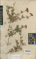 Isotype of Verbena tenuisecta Briq. [family VERBENACEAE]