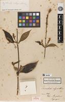 Syntype of Desmochaeta achyranthoides Kunth [family AMARANTHACEAE]