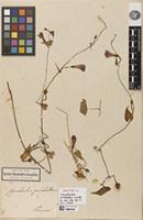 Holotype of Convolvulus pulchellus Kunth [family CONVOLVULACEAE]