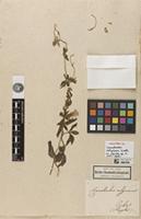 Holotype of Convolvulus calycinus Kunth [family CONVOLVULACEAE]