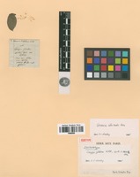 Isotype of Vernonia glabra Willd. [family ASTERACEAE]