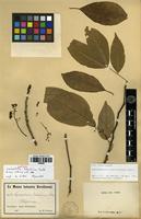Isotype of Lepidopetalum hebecladum Radlk. [family SAPINDACEAE]