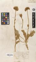 Type of Pyrethrum leucophyllum Boiss. & Hausskn. [family ASTERACEAE]