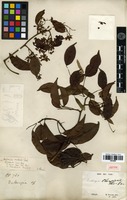 Isotype of Dalbergia championii Thwaites [family FABACEAE]