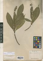Isosyntype of Polyosma laetevirens Griff. ex King [family ESCALLONIACEAE]