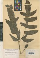 Isotype of Diplazium formosanum Rosenst. [family PTERIDOPHYTA]