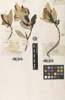 Isotype of Olearia viscosa (Labill.) Benth. [family ASTERACEAE]