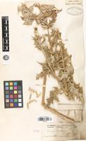Type of Echinops karatavicus Regel & Schmalh. [family ASTERACEAE]