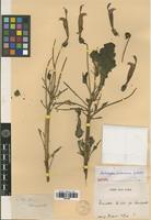 Isotype of Centropogon subandinus Zahlbr. [family LOBELIACEAE]