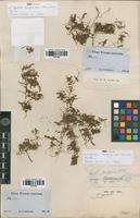 Syntype of Euphorbia serpens Kunth var. imbricata Boiss. [family EUPHORBIACEAE]