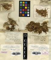 Isolectotype of Acantholimon petraeum Boiss. ex Bunge [family PLUMBAGINACEAE]