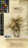 Syntype of Acantholimon truncatum Bunge [family PLUMBAGINACEAE]