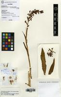 Filed as Dactylorhiza maculata (L.) Soo subsp. maculata [family ORCHIDACEAE]