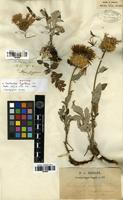 Isotype of Centaurea hypoleuca DC. [family ASTERACEAE]