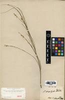 Isotype of Polygala stenophylla A. Gray [family POLYGALACEAE]