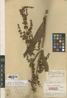 Syntype of Rumex patientia L. subsp. interruptus (Rech.f.) Rech.f. [family POLYGONACEAE]