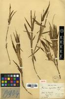 Isotype of Panicum superatum Hack. [family POACEAE]