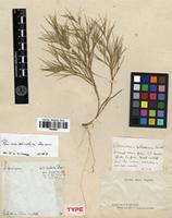 Type of Panicum aciculare Desv. [family POACEAE]
