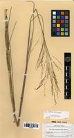 Isotype of Panicum lacustre Hitchc. & Ekman [family POACEAE]