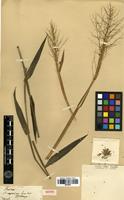 Isotype of Panicum scoparium Lam. [family POACEAE]