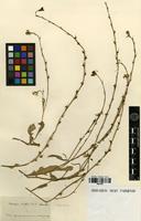 Type? of Rapistrum virgatum (Durieu) Pomel [family BRASSICACEAE]