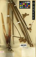 Isotype of Juncus valdiviae Steud. [family JUNCACEAE]