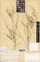 Syntype of Lagrezia decaryana Cavaco [family AMARANTHACEAE]