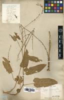 Type of Lagrezia suessenguthii Cavaco [family AMARANTHACEAE]