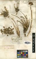 Syntype of Ferulopsis hystrix (Bunge) Pimenov [family APIACEAE]
