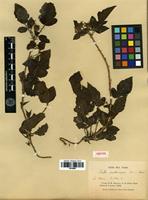 Isosyntype of Rubus xanthocarpus Bureau & Franch. [family ROSACEAE]