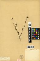 Isotype of Daucus pusillus Michx. [family APIACEAE]