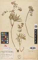 Isolectotype of Geranium tuberosum L. var. incisodentatum Woronow [family GERANIACEAE]