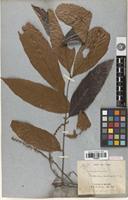 Syntype of Phyllotrichum mekongense Lecomte [family SAPINDACEAE]