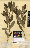 Type of Faramea gagnepainiana Glaz. [family RUBIACEAE]