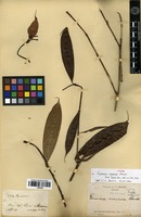 Type of Faramea macrura Standl. [family RUBIACEAE]
