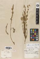 Type of Absinthium grandiflorum Besser [family ASTERACEAE]