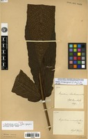 Type of Nephrodium elatum Baker [family PTERIDOPHYTA]