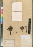 Isotype of Launaea violacea (O.Hoffm.) Boulos [family ASTERACEAE]