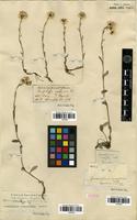 Filed as Anaphalis triplinervis (Sims) C.B. Clarke [family ASTERACEAE]