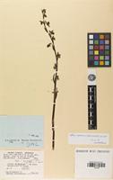 Filed as Ophrys aymoninii (Breister) Buttler [family ORCHIDACEAE]
